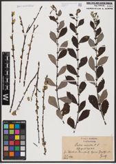 Foto von Salix aurita L.